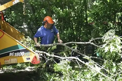 tree services Cleary